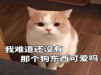 上海罡以信息咨询有限公司