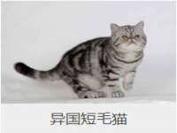 上海罡以信息咨询有限公司