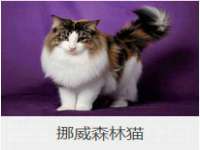 上海罡以信息咨询有限公司
