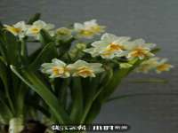 上海罡以信息咨询有限公司